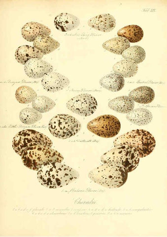 Reproducción/Reproduction 6105647497: Zur Fortpflanzungsgeschichte der gesammten Vögel Dresden,[1856?]