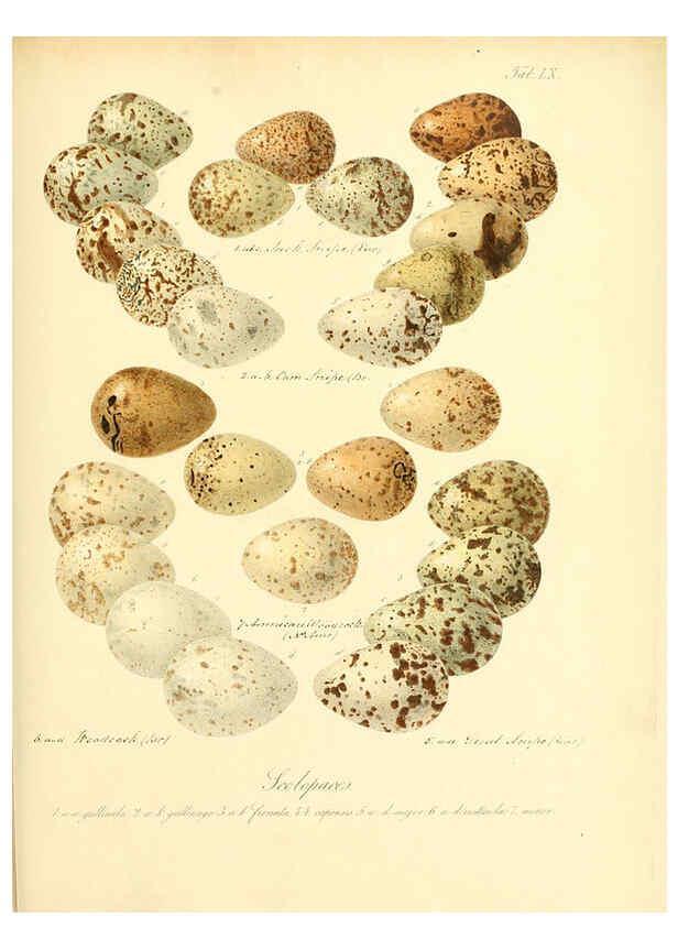 Reproducción/Reproduction 6105647657: Zur Fortpflanzungsgeschichte der gesammten Vögel Dresden,[1856?]