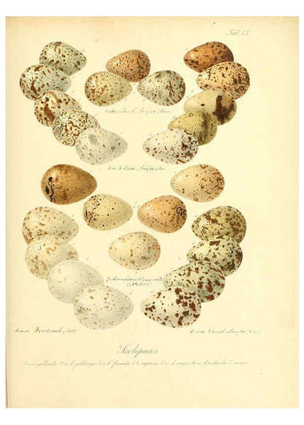 Reproducción/Reproduction 6105647657: Zur Fortpflanzungsgeschichte der gesammten Vögel Dresden,[1856?]