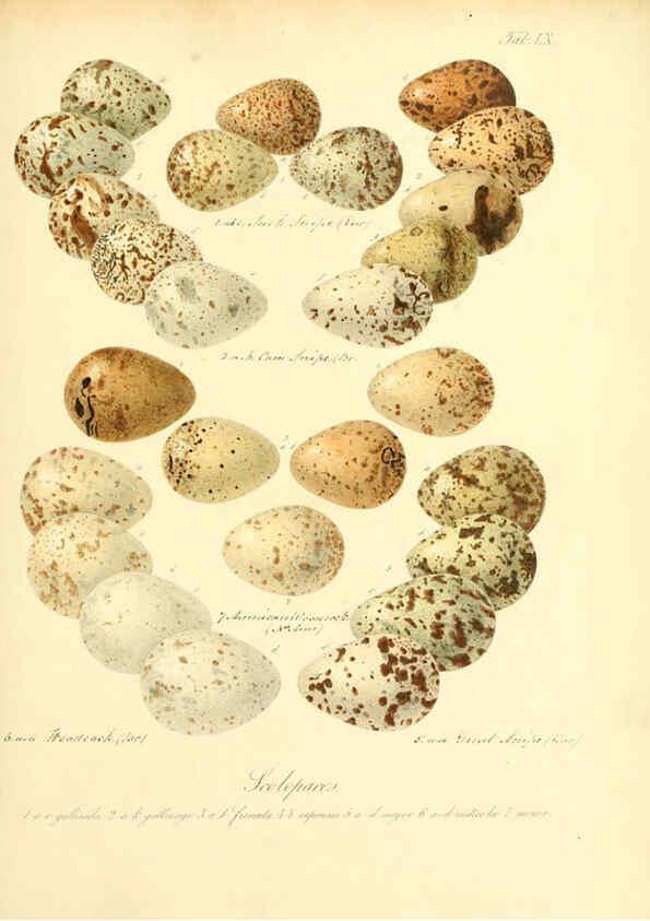 Reproducción/Reproduction 6105647657: Zur Fortpflanzungsgeschichte der gesammten Vögel Dresden,[1856?]