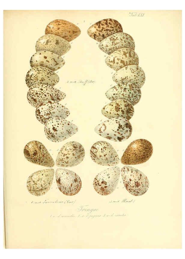Reproducción/Reproduction 6105647843: Zur Fortpflanzungsgeschichte der gesammten Vögel Dresden,[1856?]