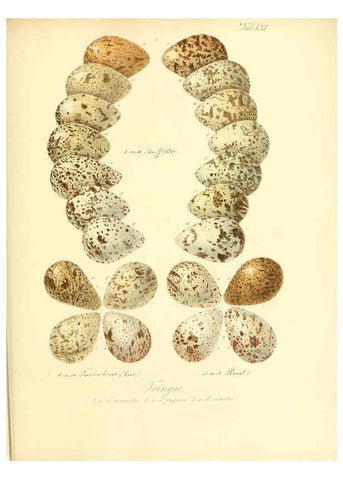 Reproducción/Reproduction 6105647843: Zur Fortpflanzungsgeschichte der gesammten Vögel Dresden,[1856?]