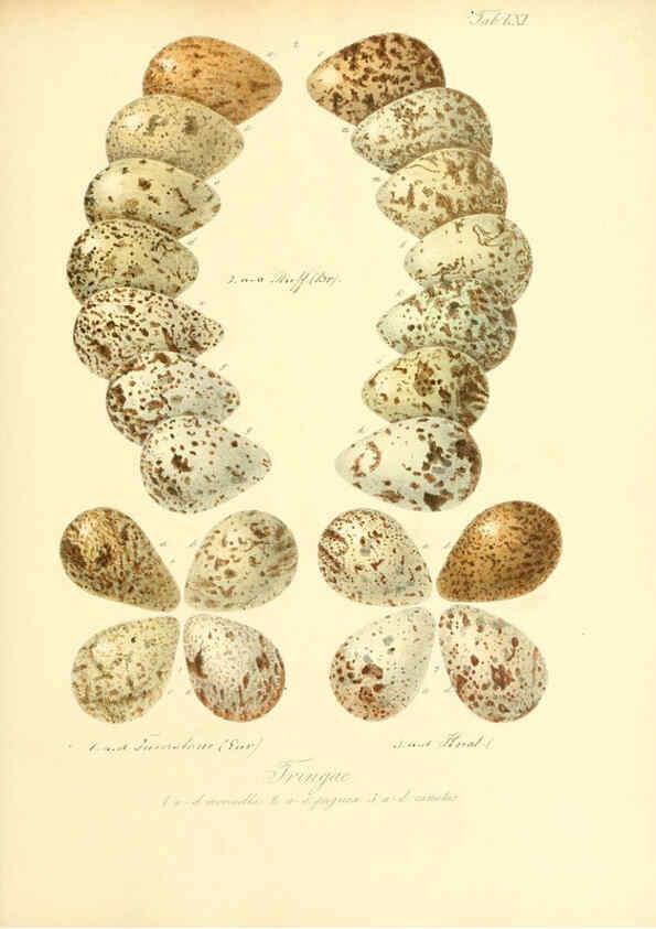 Reproducción/Reproduction 6105647843: Zur Fortpflanzungsgeschichte der gesammten Vögel Dresden,[1856?]