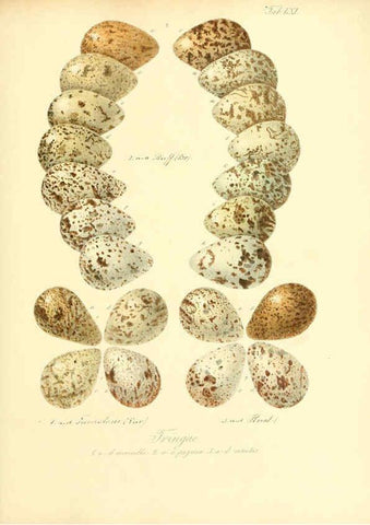 Reproducción/Reproduction 6105647843: Zur Fortpflanzungsgeschichte der gesammten Vögel Dresden,[1856?]