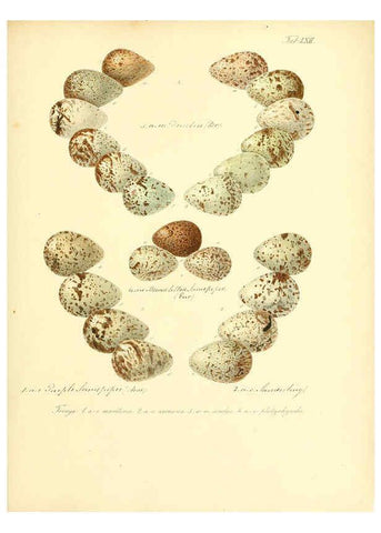 Reproducción/Reproduction 6106192284: Zur Fortpflanzungsgeschichte der gesammten Vögel Dresden,[1856?]