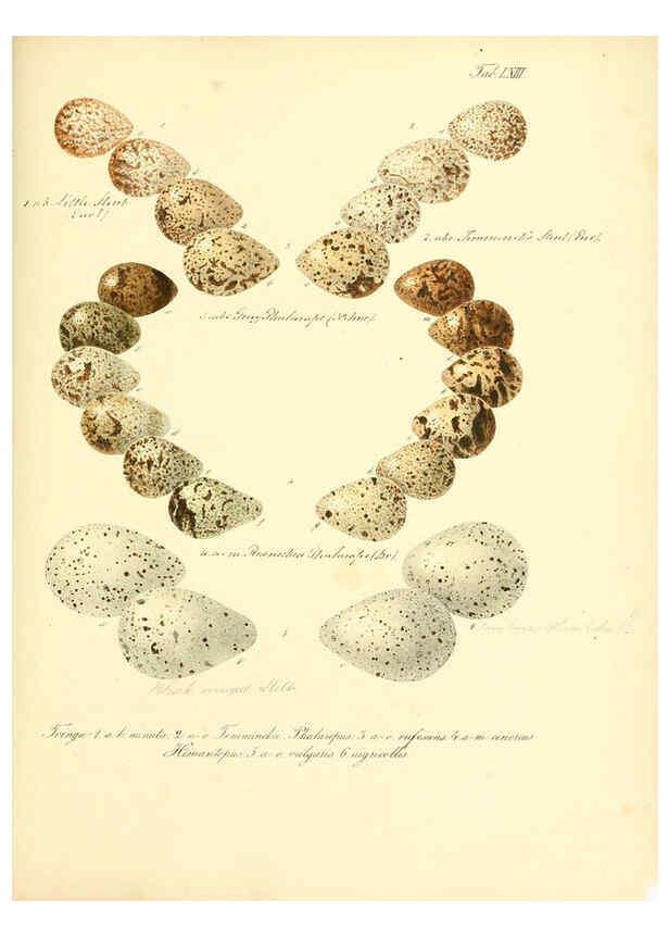 Reproducción/Reproduction 6105648313: Zur Fortpflanzungsgeschichte der gesammten Vögel Dresden,[1856?]
