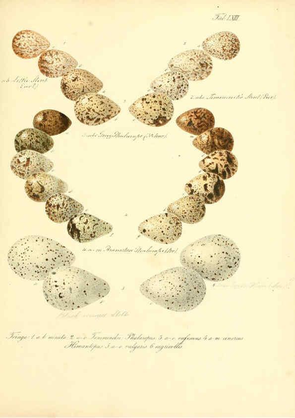 Reproducción/Reproduction 6105648313: Zur Fortpflanzungsgeschichte der gesammten Vögel Dresden,[1856?]
