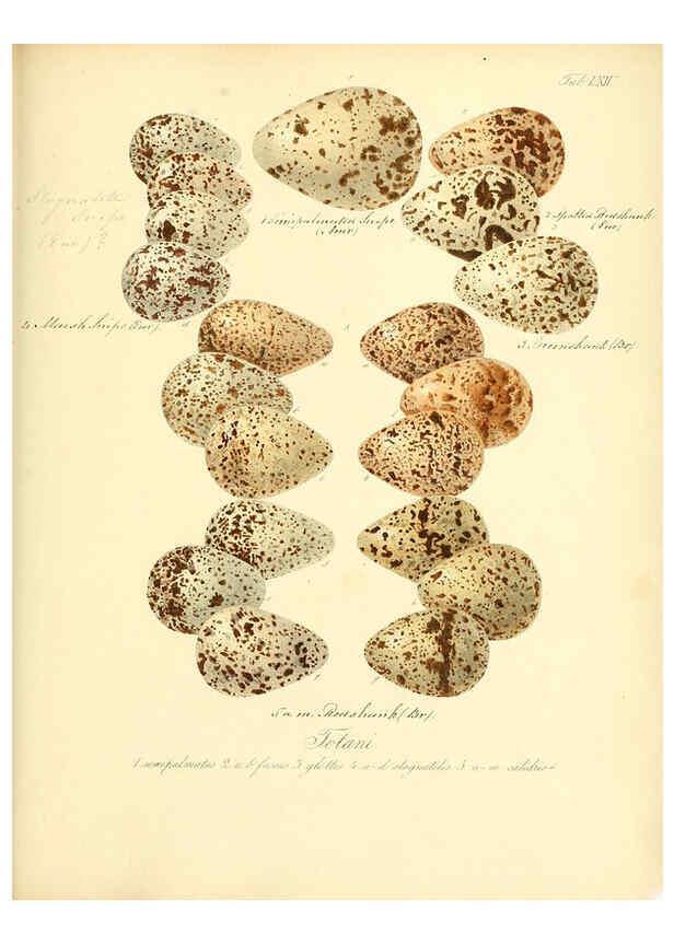 Reproducción/Reproduction 6105648485: Zur Fortpflanzungsgeschichte der gesammten Vögel Dresden,[1856?]