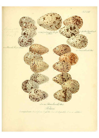 Reproducción/Reproduction 6105648485: Zur Fortpflanzungsgeschichte der gesammten Vögel Dresden,[1856?]