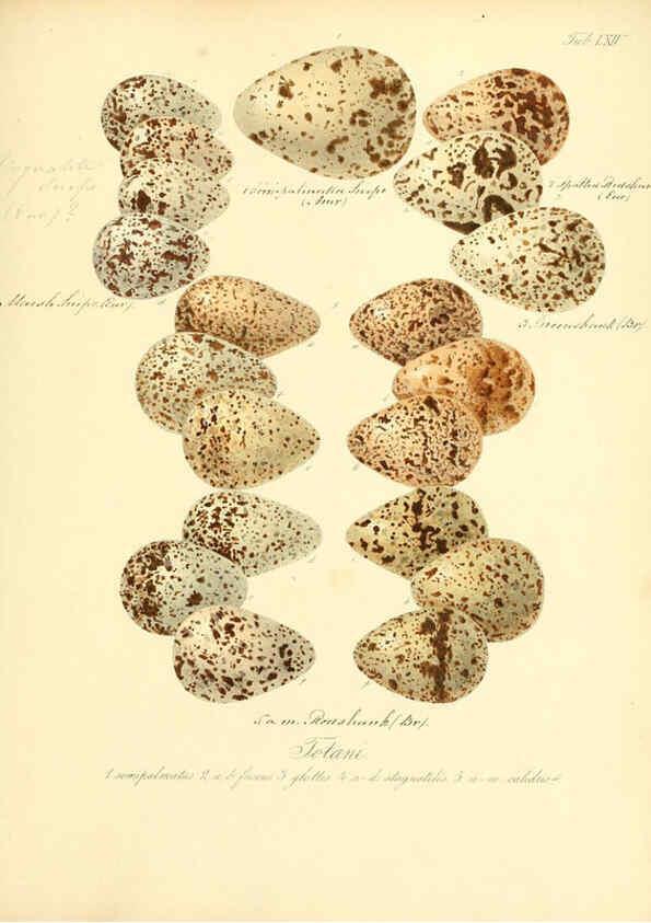 Reproducción/Reproduction 6105648485: Zur Fortpflanzungsgeschichte der gesammten Vögel Dresden,[1856?]
