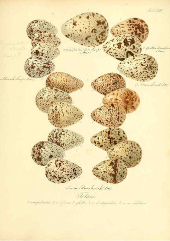 Reproducción/Reproduction 6105648485: Zur Fortpflanzungsgeschichte der gesammten Vögel Dresden,[1856?]