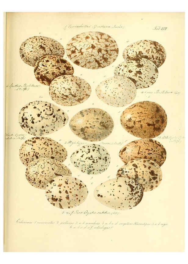 Reproducción/Reproduction 6105647051: Zur Fortpflanzungsgeschichte der gesammten Vögel Dresden,[1856?]