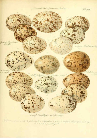 Reproducción/Reproduction 6105647051: Zur Fortpflanzungsgeschichte der gesammten Vögel Dresden,[1856?]