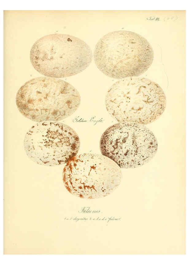 Reproducción/Reproduction 6106189480: Zur Fortpflanzungsgeschichte der gesammten Vögel Dresden,[1856?]