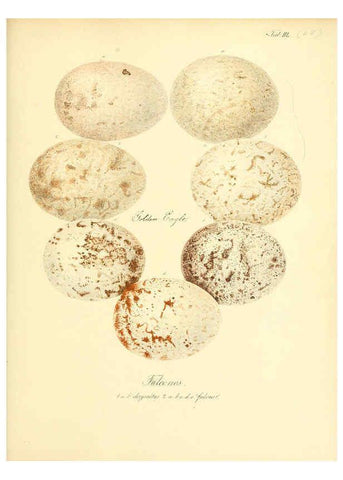 Reproducción/Reproduction 6106189480: Zur Fortpflanzungsgeschichte der gesammten Vögel Dresden,[1856?]