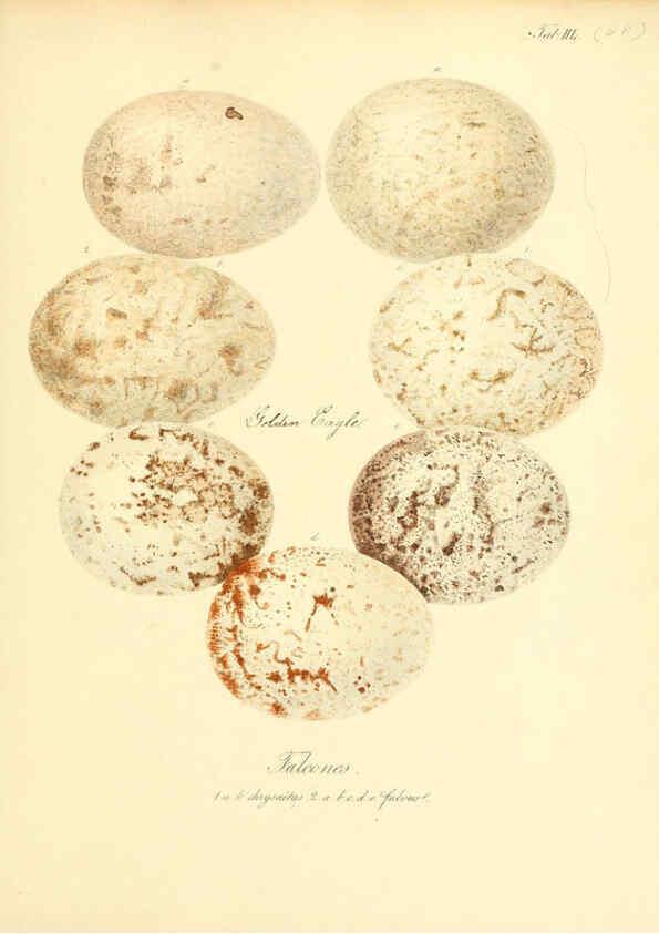 Reproducción/Reproduction 6106189480: Zur Fortpflanzungsgeschichte der gesammten Vögel Dresden,[1856?]