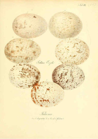 Reproducción/Reproduction 6106189480: Zur Fortpflanzungsgeschichte der gesammten Vögel Dresden,[1856?]