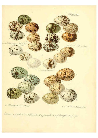 Reproducción/Reproduction 6105652367: Zur Fortpflanzungsgeschichte der gesammten Vögel Dresden,[1856?]