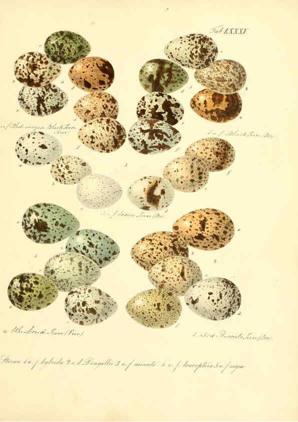Reproducción/Reproduction 6105652367: Zur Fortpflanzungsgeschichte der gesammten Vögel Dresden,[1856?]