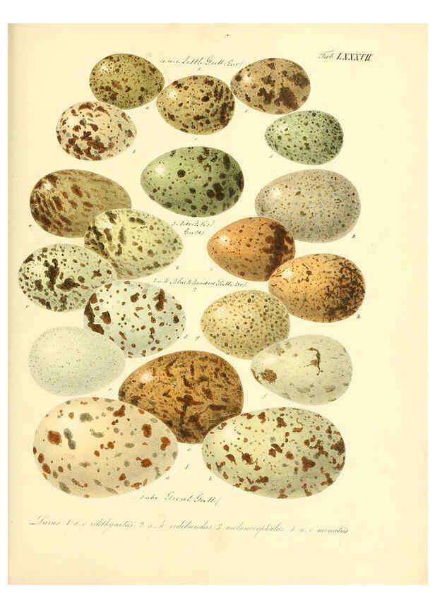 Reproducción/Reproduction 6105652663: Zur Fortpflanzungsgeschichte der gesammten Vögel Dresden,[1856?]