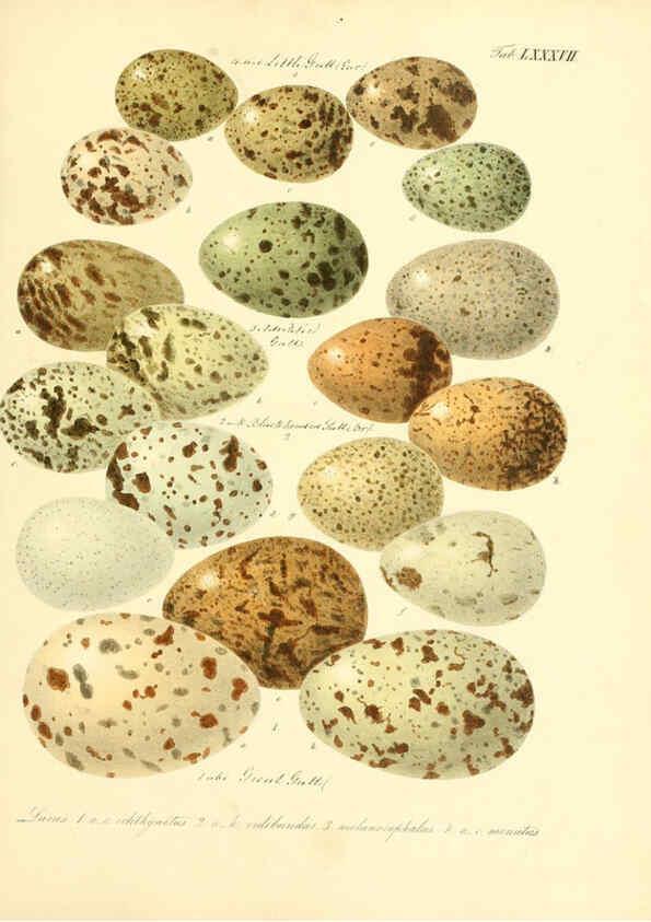 Reproducción/Reproduction 6105652663: Zur Fortpflanzungsgeschichte der gesammten Vögel Dresden,[1856?]