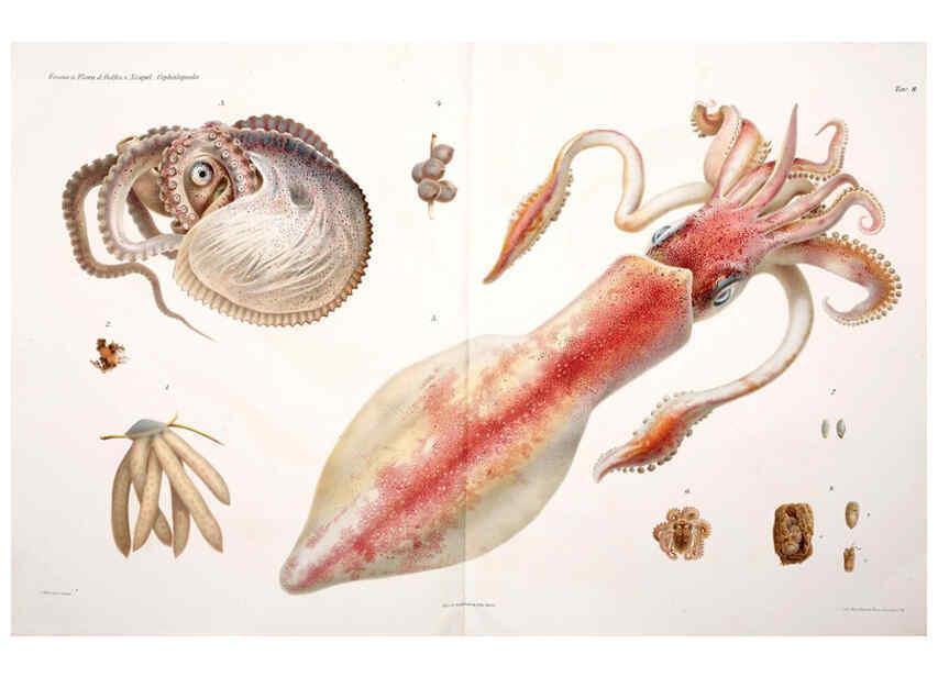 Reproducción/Reproduction 6106251330: I Cefalopodi viventi nel Golfo di Napoli (sistematica) Berlin :R. Friedländer & Sohn,1896