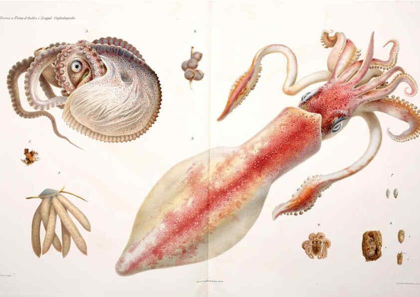 Reproducción/Reproduction 6106251330: I Cefalopodi viventi nel Golfo di Napoli (sistematica) Berlin :R. Friedländer & Sohn,1896