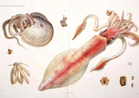 Reproducción/Reproduction 6106251330: I Cefalopodi viventi nel Golfo di Napoli (sistematica) Berlin :R. Friedländer & Sohn,1896