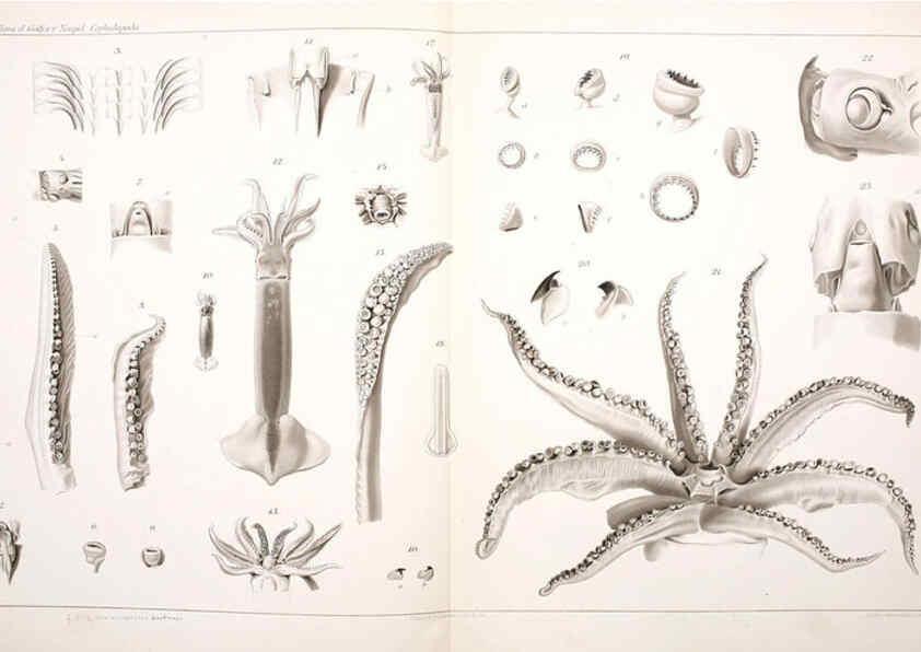 Reproducción/Reproduction 6105707271: I Cefalopodi viventi nel Golfo di Napoli (sistematica) Berlin :R. Friedländer & Sohn,1896