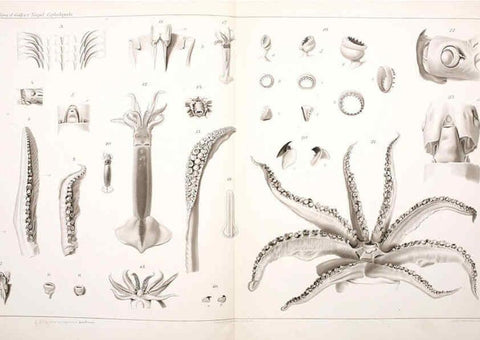 Reproducción/Reproduction 6105707271: I Cefalopodi viventi nel Golfo di Napoli (sistematica) Berlin :R. Friedländer & Sohn,1896