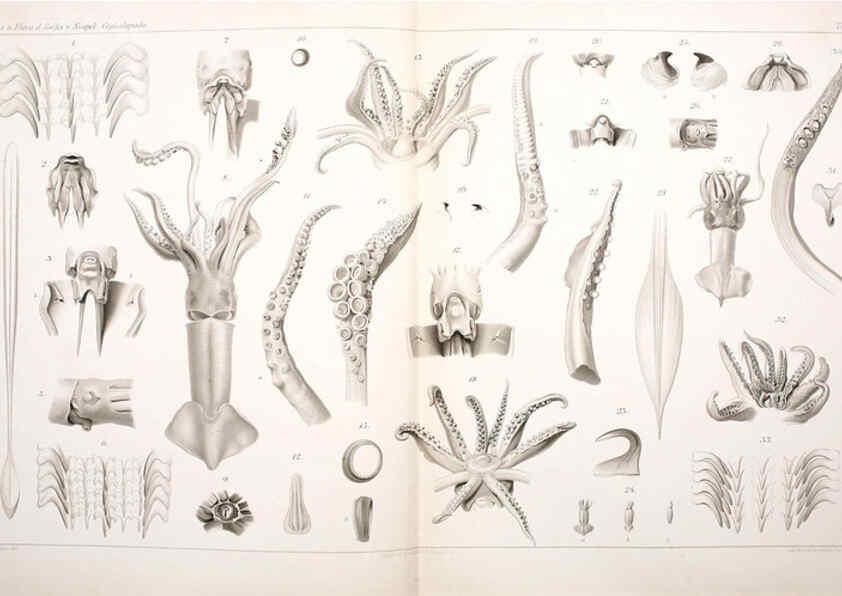 Reproducción/Reproduction 6106252206: I Cefalopodi viventi nel Golfo di Napoli (sistematica) Berlin :R. Friedländer & Sohn,1896