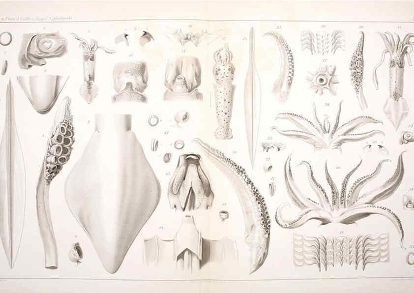 Reproducción/Reproduction 6105708761: I Cefalopodi viventi nel Golfo di Napoli (sistematica) Berlin :R. Friedländer & Sohn,1896