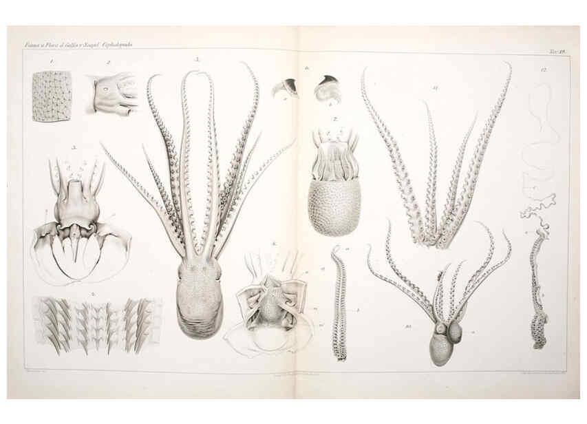 Reproducción/Reproduction 6105709143: I Cefalopodi viventi nel Golfo di Napoli (sistematica) Berlin :R. Friedländer & Sohn,1896