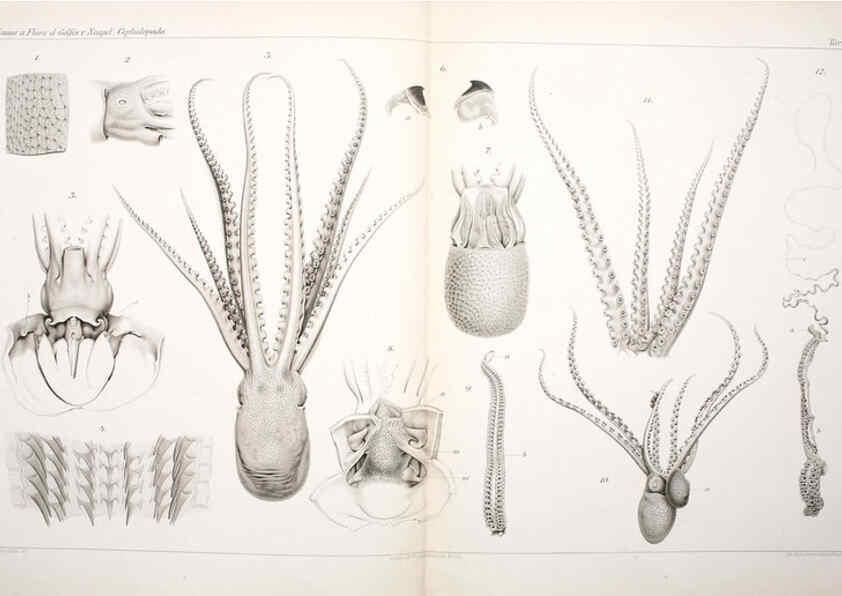 Reproducción/Reproduction 6105709143: I Cefalopodi viventi nel Golfo di Napoli (sistematica) Berlin :R. Friedländer & Sohn,1896