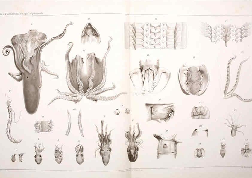 Reproducción/Reproduction 6105709385: I Cefalopodi viventi nel Golfo di Napoli (sistematica) Berlin :R. Friedländer & Sohn,1896