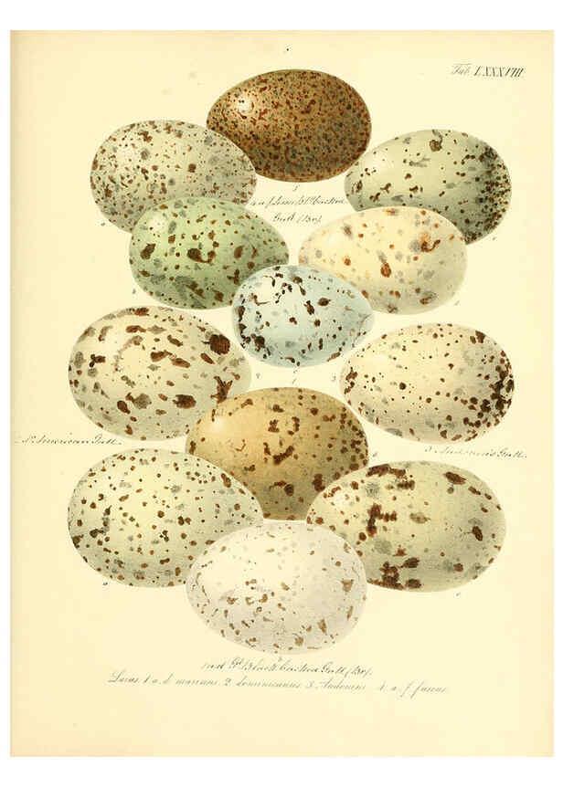 Reproducción/Reproduction 6105652905: Zur Fortpflanzungsgeschichte der gesammten Vögel Dresden,[1856?]