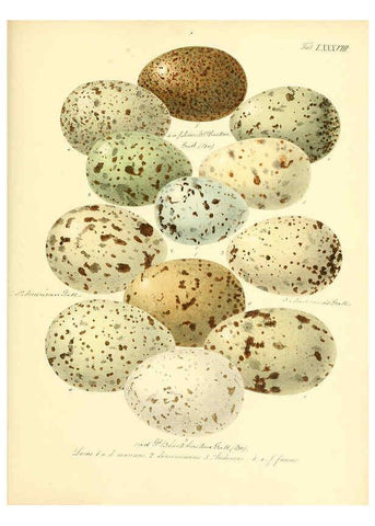 Reproducción/Reproduction 6105652905: Zur Fortpflanzungsgeschichte der gesammten Vögel Dresden,[1856?]