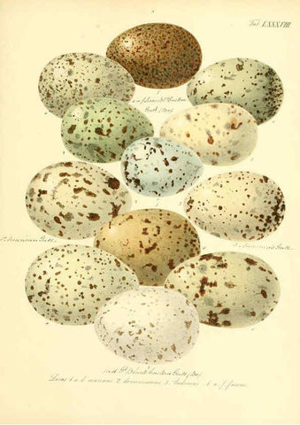 Reproducción/Reproduction 6105652905: Zur Fortpflanzungsgeschichte der gesammten Vögel Dresden,[1856?]