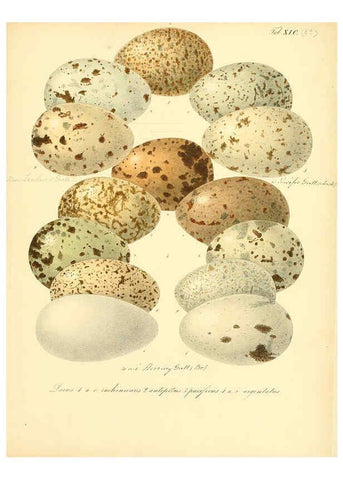 Reproducción/Reproduction 6106197396: Zur Fortpflanzungsgeschichte der gesammten Vögel Dresden,[1856?]
