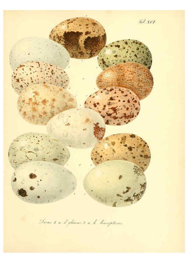 Reproducción/Reproduction 6105653717: Zur Fortpflanzungsgeschichte der gesammten Vögel Dresden,[1856?]