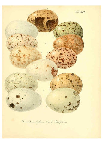 Reproducción/Reproduction 6105653717: Zur Fortpflanzungsgeschichte der gesammten Vögel Dresden,[1856?]