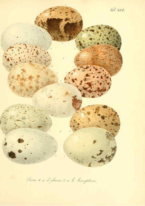 Reproducción/Reproduction 6105653717: Zur Fortpflanzungsgeschichte der gesammten Vögel Dresden,[1856?]