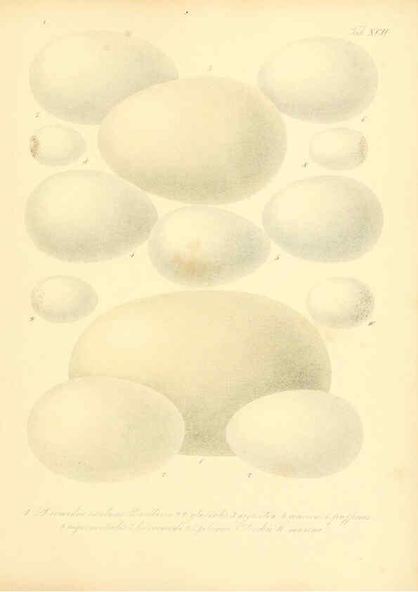 Reproducción/Reproduction 6105653847: Zur Fortpflanzungsgeschichte der gesammten Vögel Dresden,[1856?]