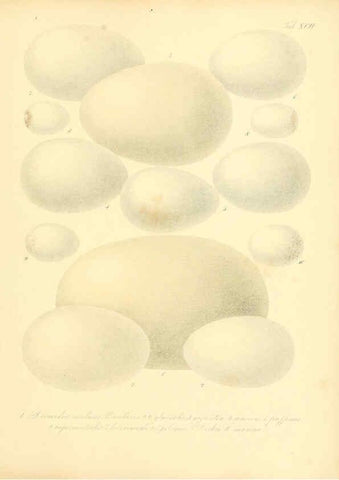 Reproducción/Reproduction 6105653847: Zur Fortpflanzungsgeschichte der gesammten Vögel Dresden,[1856?]