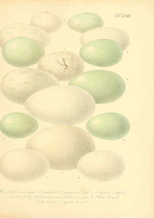 Reproducción/Reproduction 6106198310: Zur Fortpflanzungsgeschichte der gesammten Vögel Dresden,[1856?]