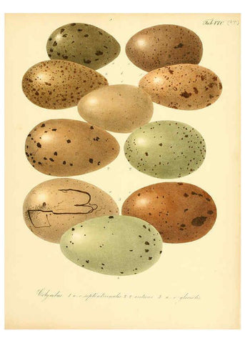 Reproducción/Reproduction 6105654275: Zur Fortpflanzungsgeschichte der gesammten Vögel Dresden,[1856?]