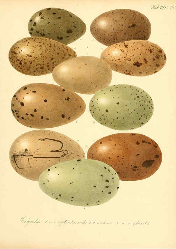 Reproducción/Reproduction 6105654275: Zur Fortpflanzungsgeschichte der gesammten Vögel Dresden,[1856?]