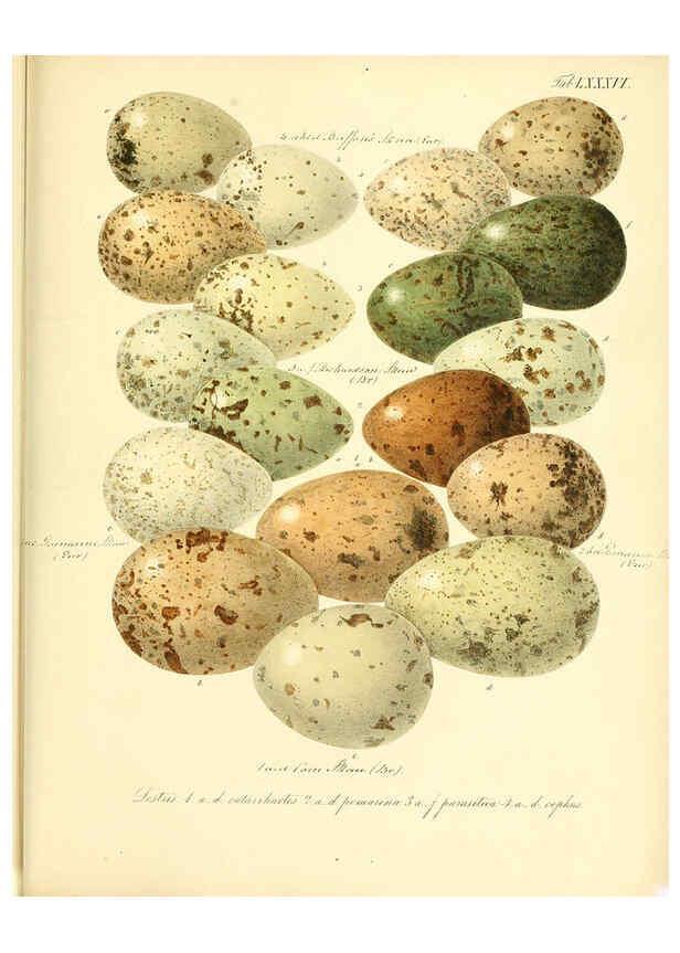 Reproducción/Reproduction 6105652497: Zur Fortpflanzungsgeschichte der gesammten Vögel Dresden,[1856?]