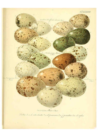 Reproducción/Reproduction 6105652497: Zur Fortpflanzungsgeschichte der gesammten Vögel Dresden,[1856?]