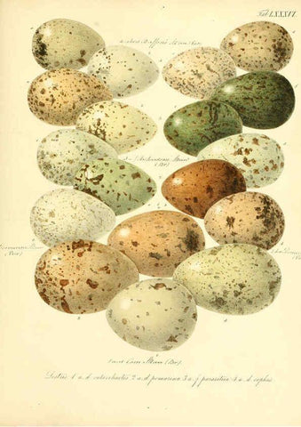 Reproducción/Reproduction 6105652497: Zur Fortpflanzungsgeschichte der gesammten Vögel Dresden,[1856?]
